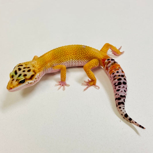 Tangerine Leopard Gecko Female 2025-096