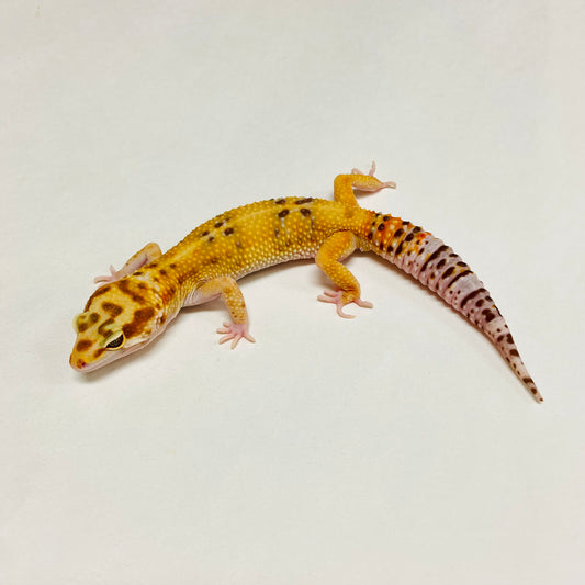 Albino Tremper Tangerine W/Y Leopard Gecko Male A-A7-71824-1