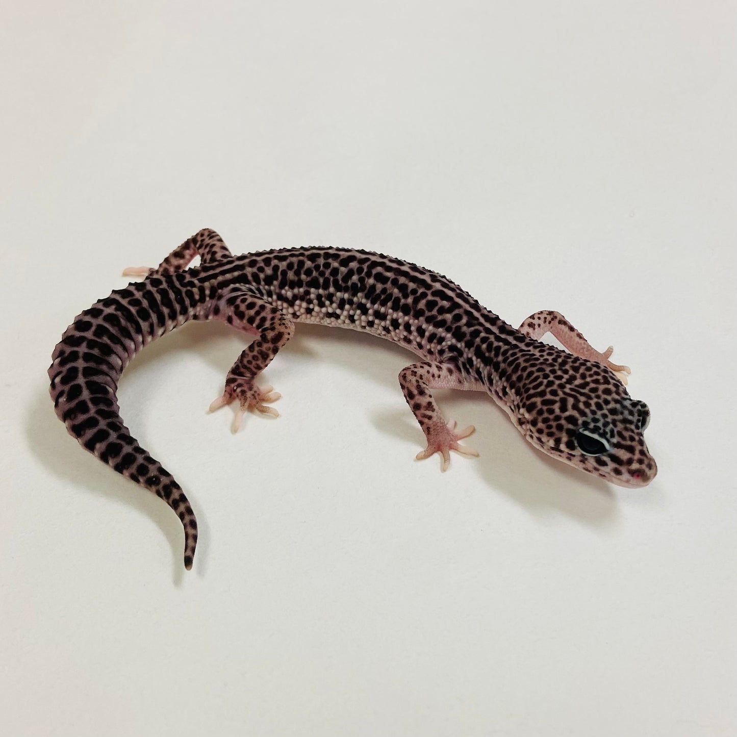 Dark Galaxy Leopard Gecko Male 2025-034