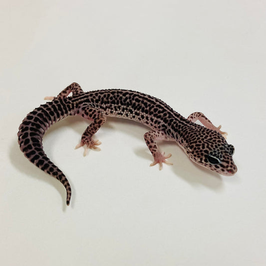 Dark Galaxy Leopard Gecko Male 2025-034