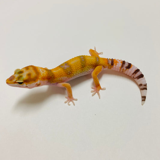 Tangerine Raptor Leopard Gecko 2025-030