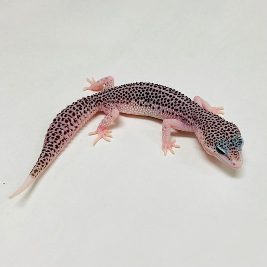 Super Snow Eclipse Leopard Gecko Female A-A9-122124-1