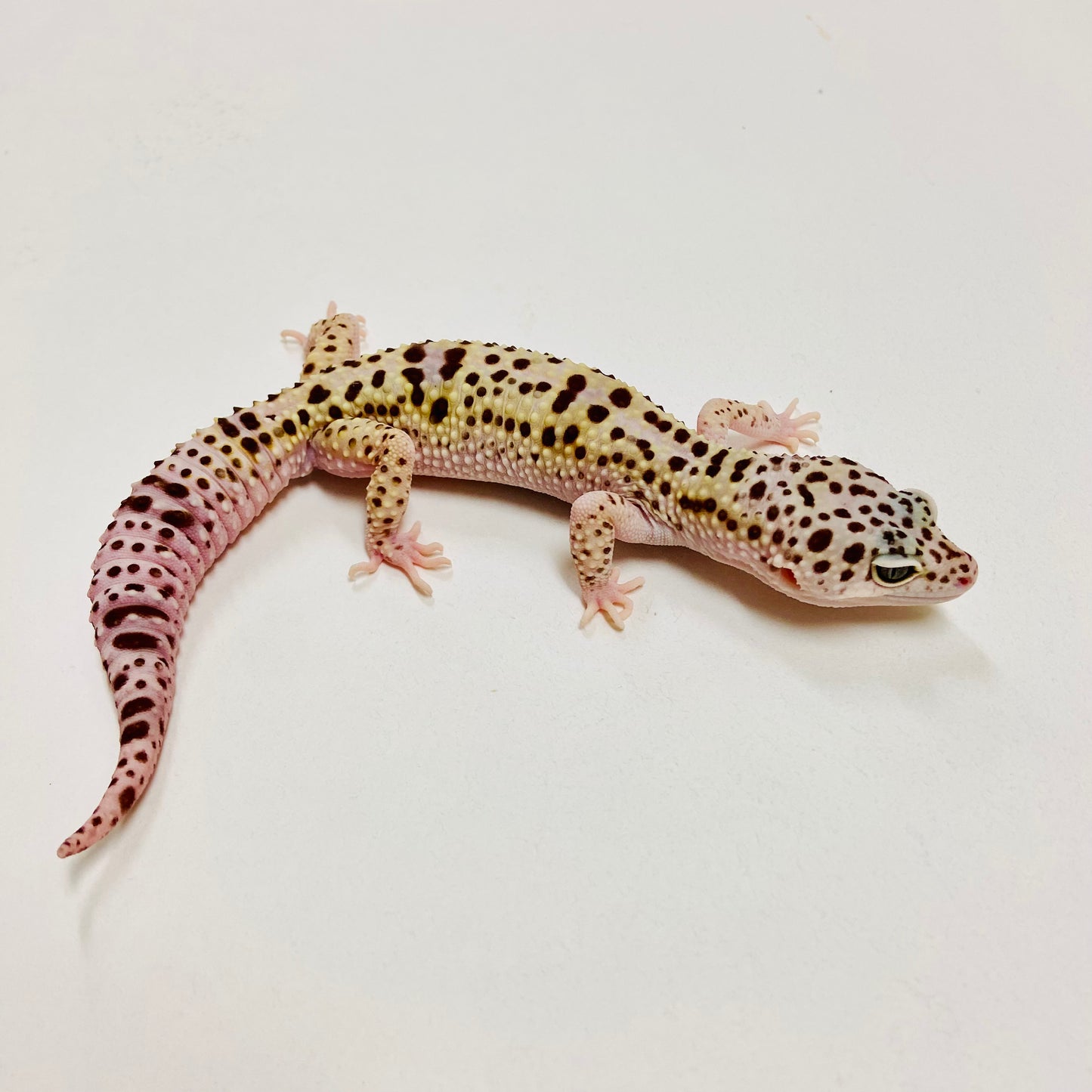 Leopard Gecko Male- Adopt LG07