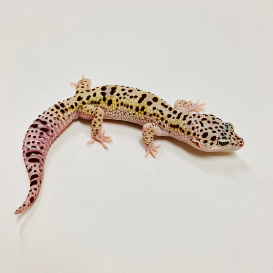 Leopard Gecko Male- Adopt LG07
