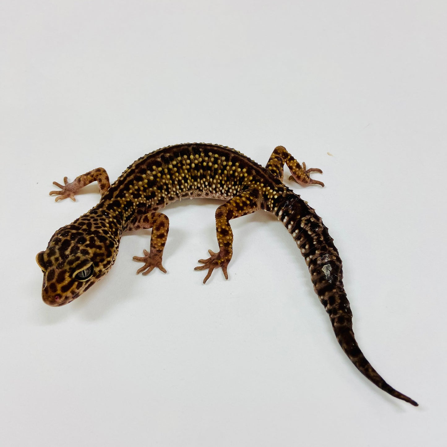 Adult Group 1.4 Dark Mack Snow Eclipse Leopard Gecko LBG-14