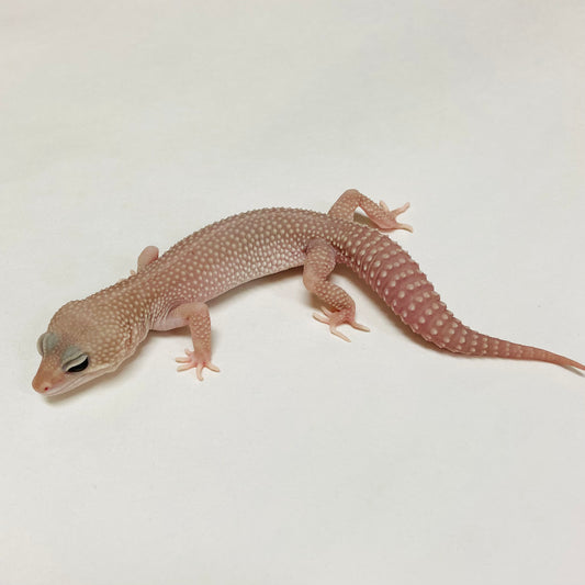 Super Snow Murphy Patternless Leopard Gecko Male A-C2-90324-1