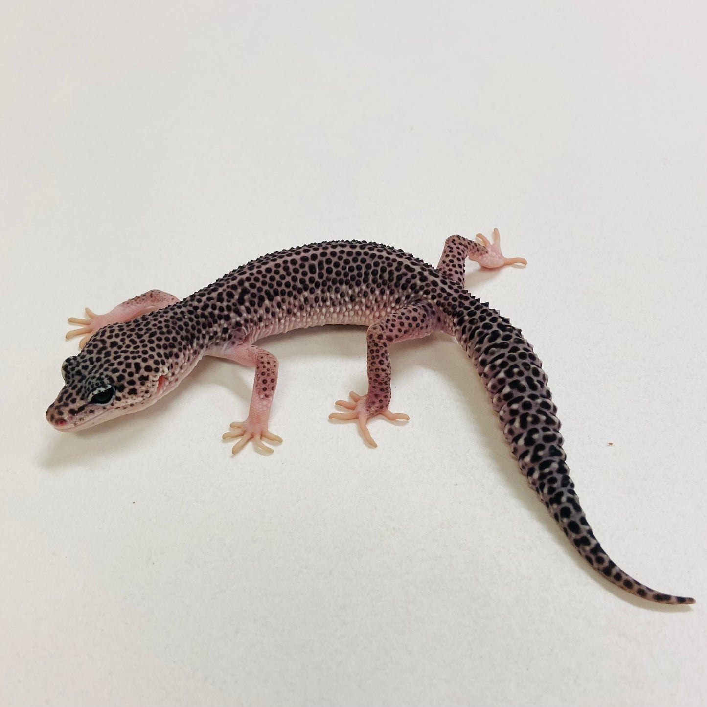 Dark Galaxy Leopard Gecko Male 2025-095