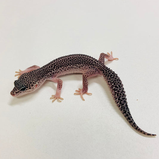 Dark Galaxy Leopard Gecko Male 2025-095