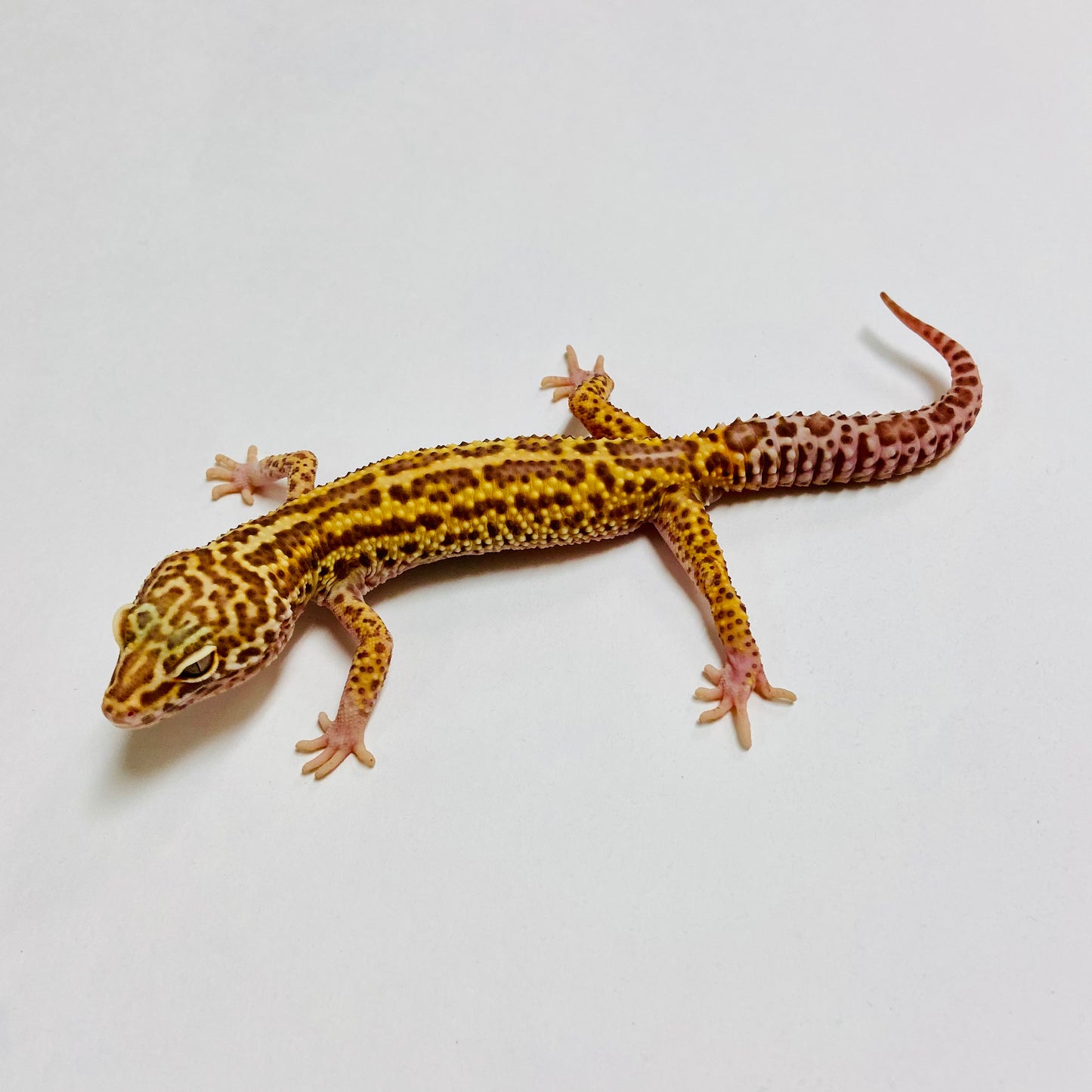 Mack Snow Bell Leopard Gecko Male A-C3-52623-1