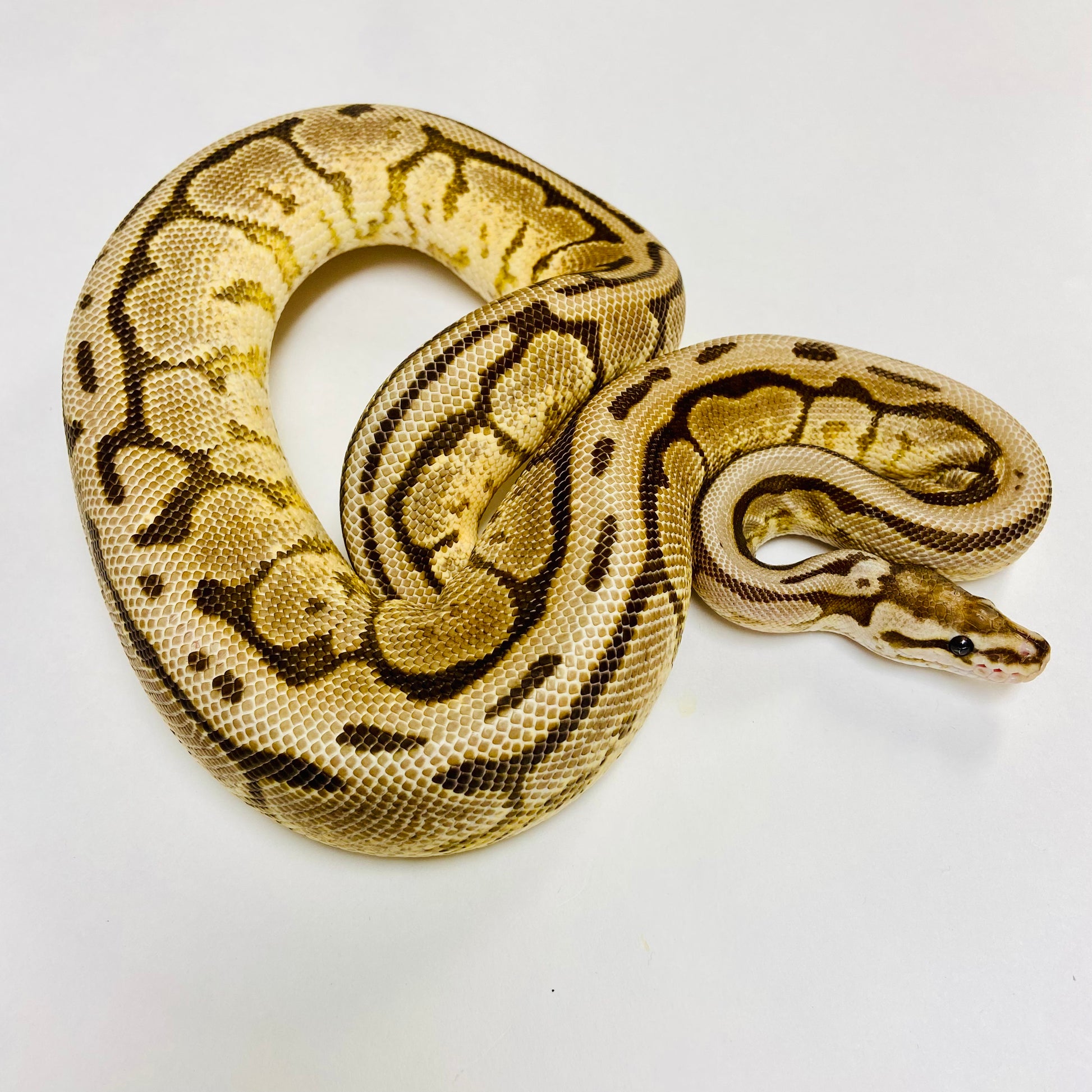 Black Pastel Spider Ball Python Female 2022F01 BHB Reptiles