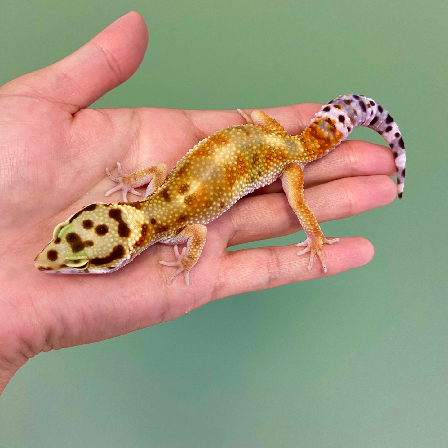 Citrine Leopard Gecko Female 2025-081