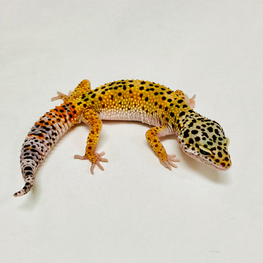 Tangerine Leopard Gecko Male A-A11-101524-1