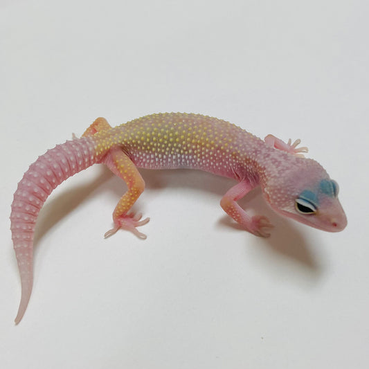 Murphy Patternless Pos MS Eclipse Leopard Gecko 2025-037