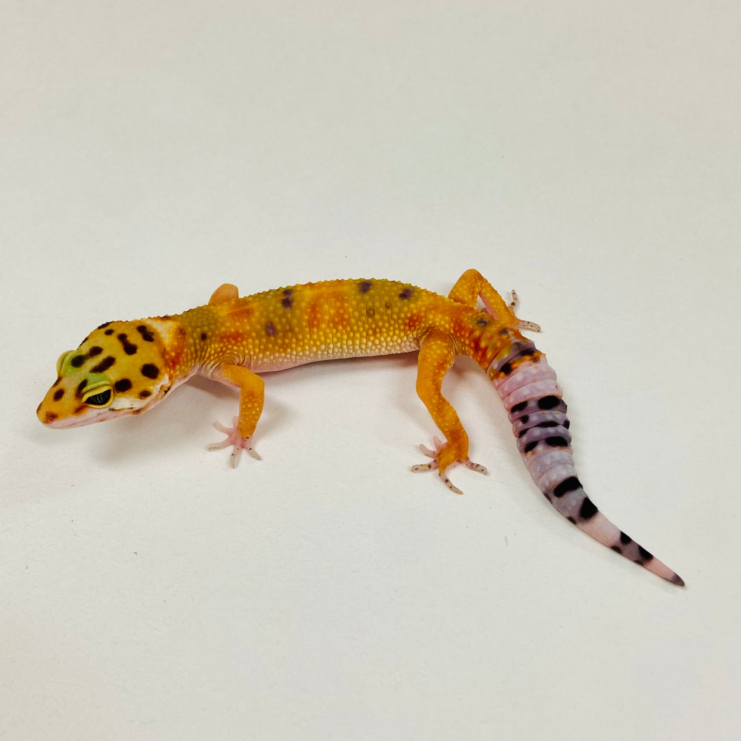 Citrine Leopard Gecko 2025-124