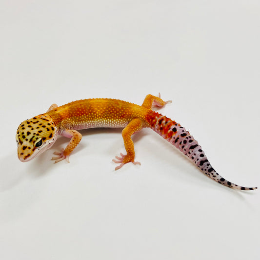 Tangerine Leopard Gecko Male 2025-127