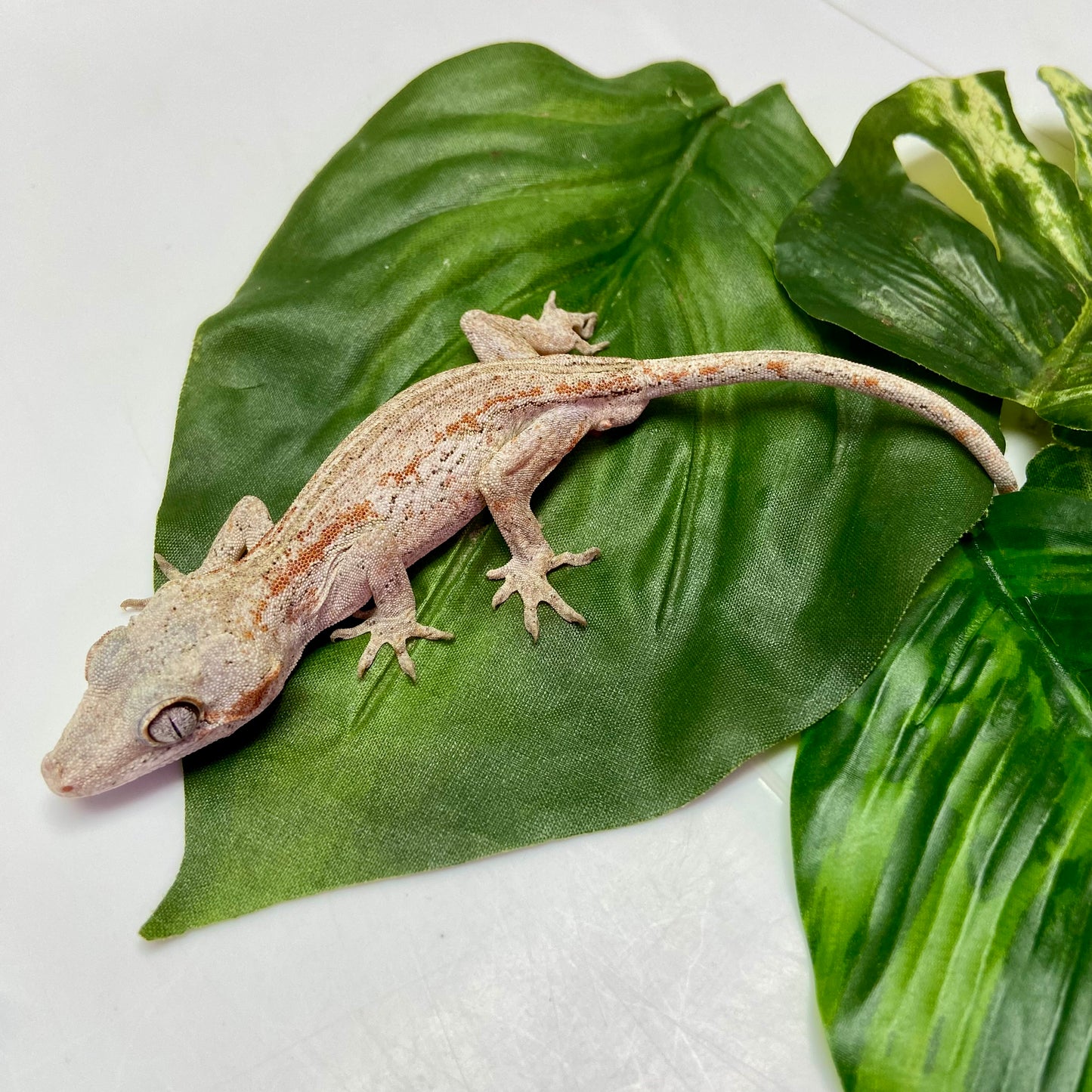 Orange Stripe Gargoyle Gecko 2024 Male 90124-02