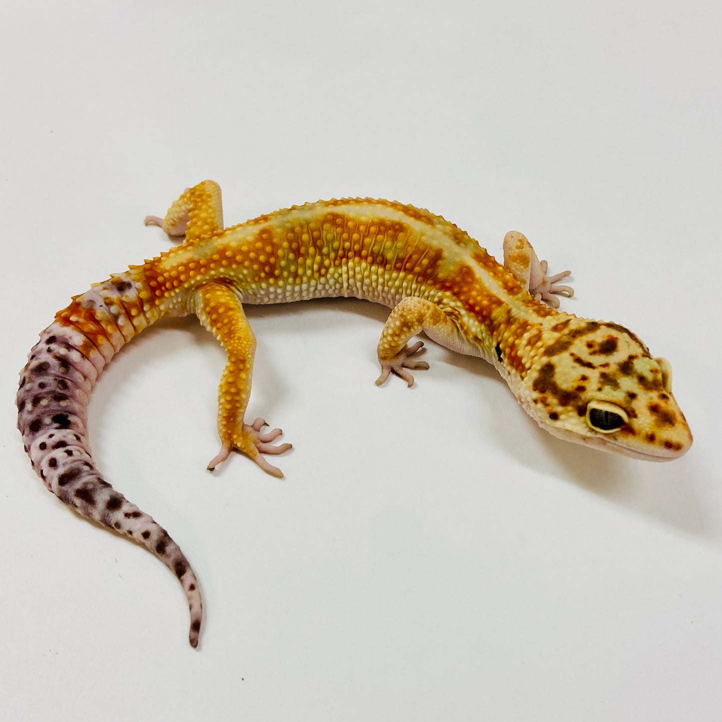 Adult Group 2.3 Citrine Leopard Gecko LBG-01