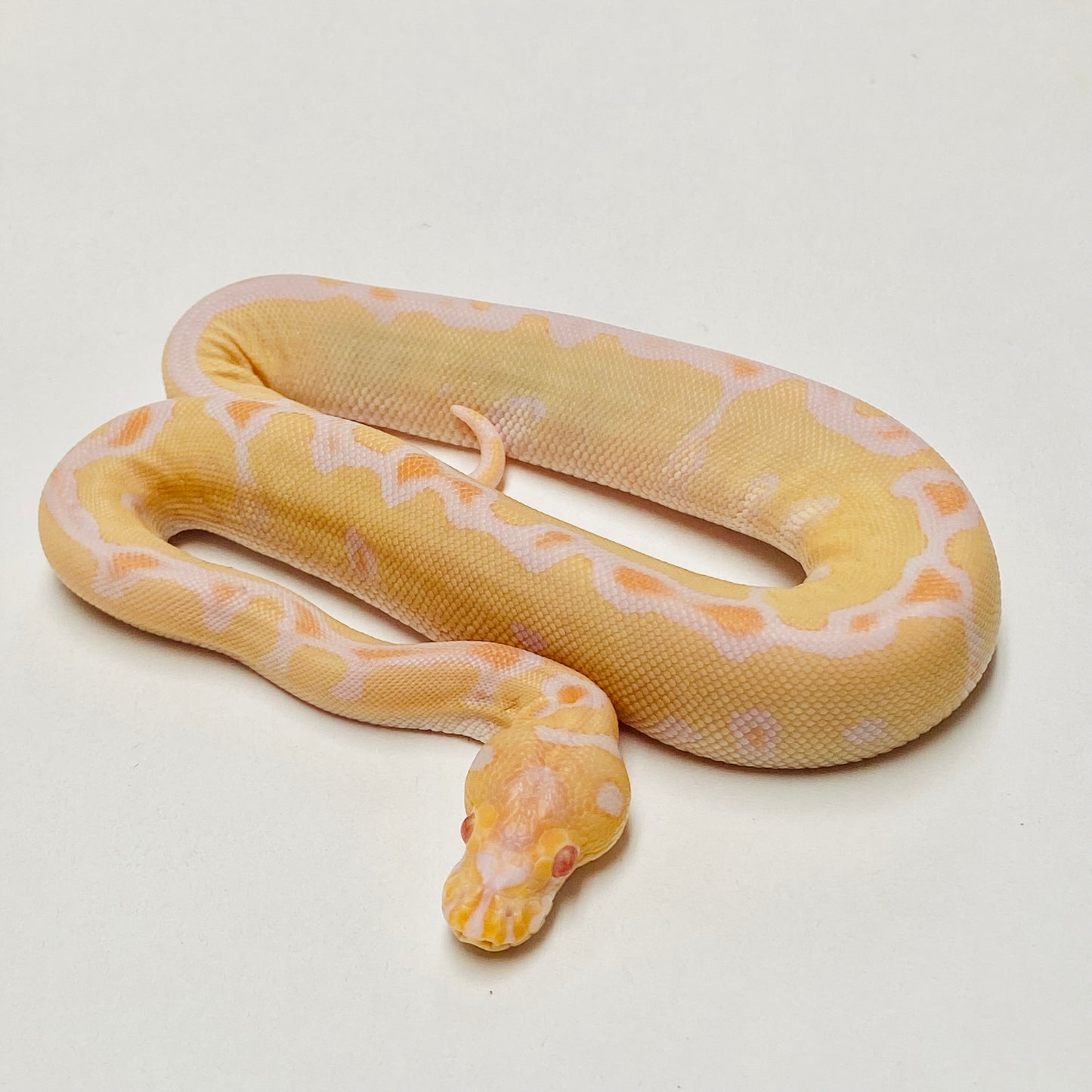 Albino Clown Ball Python Male 2025M01