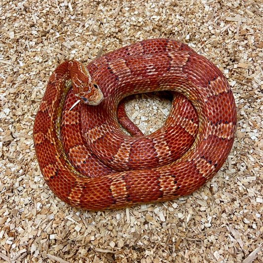 Pet Only Adult Cornsnake AC3