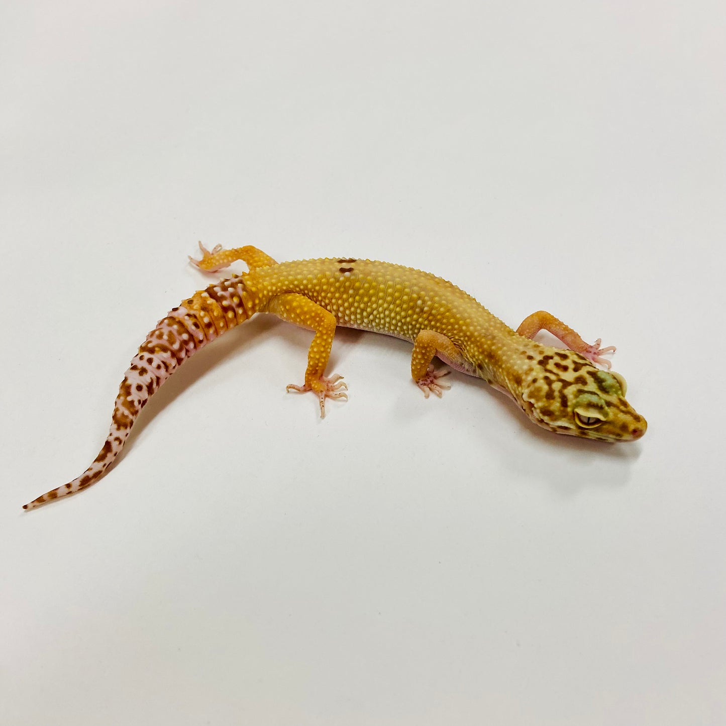 Hypo Albino Bell Pos Mack Snow Leopard Gecko Female H-F5-70822-1