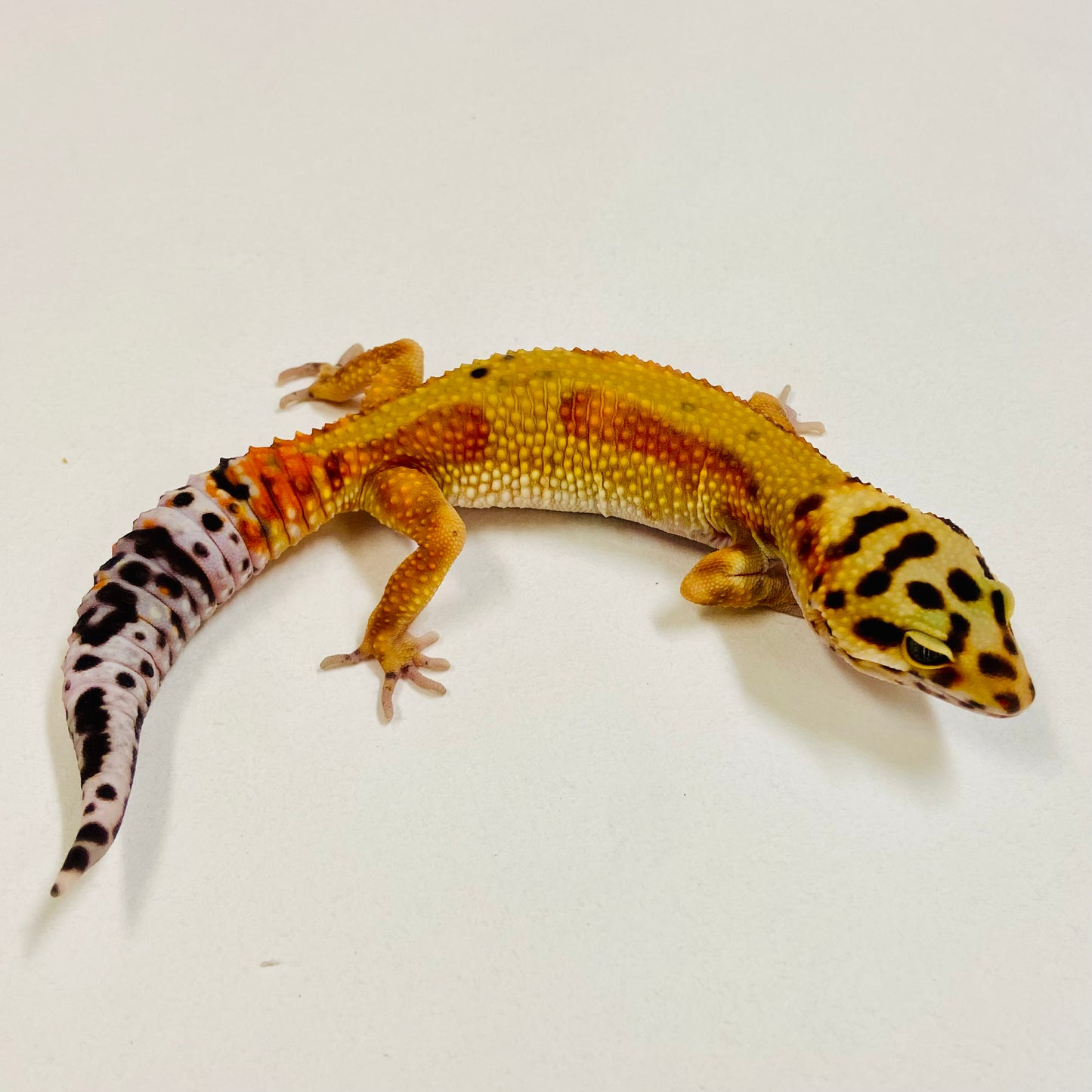 Citrine Leopard Gecko Female2025-196