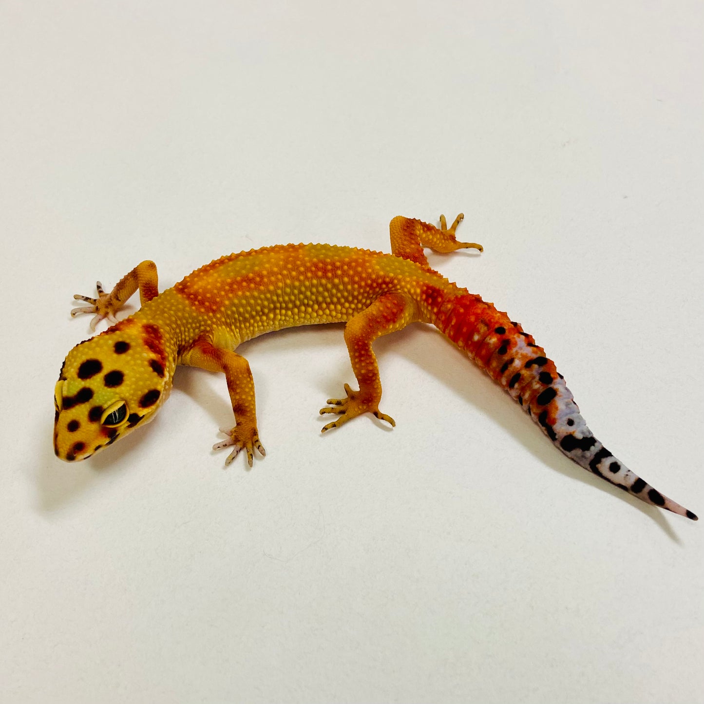 Super Hypo Blood Tangerine Leopard Gecko Female 2025-014