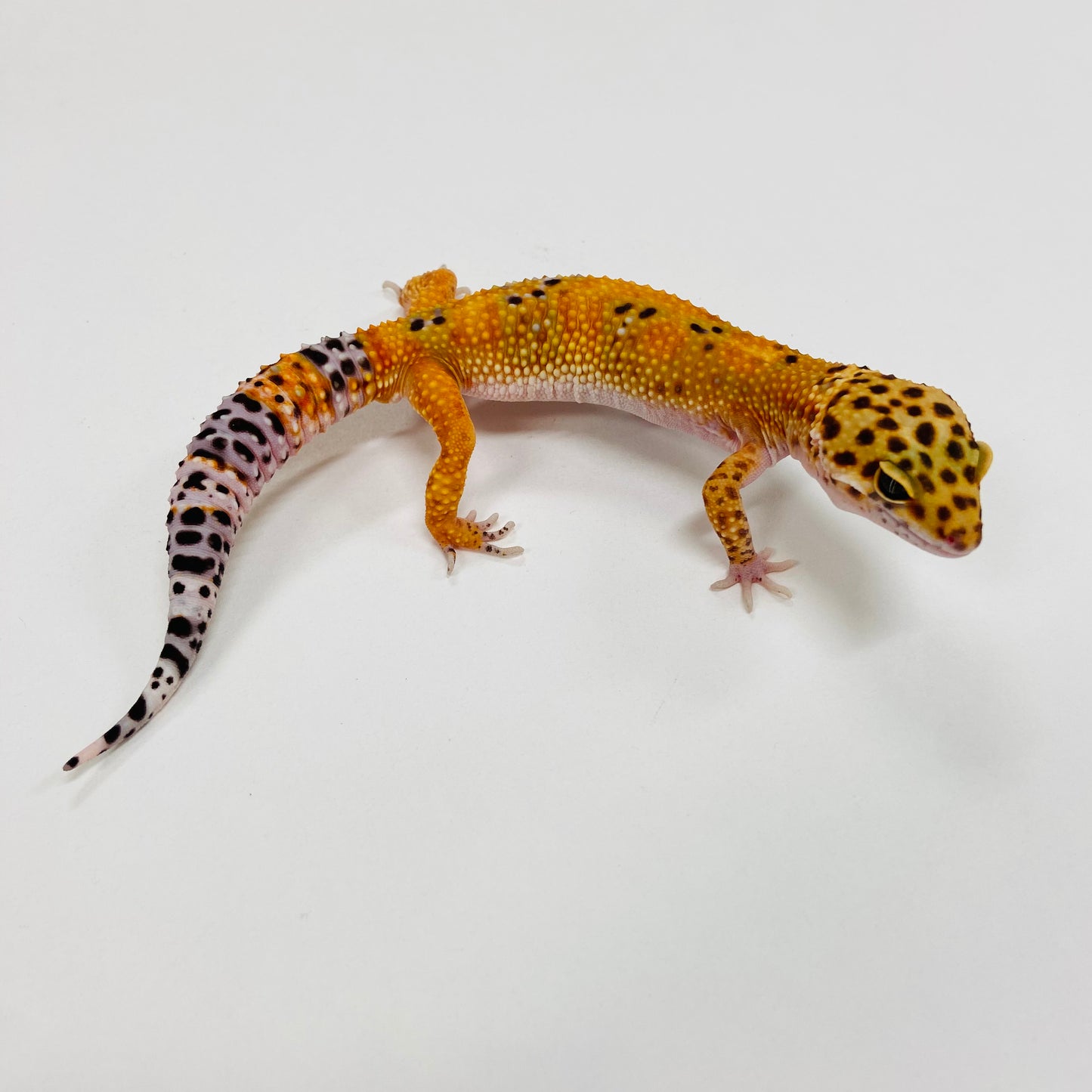 Tangerine Leopard Gecko Male F-A3-81524-1
