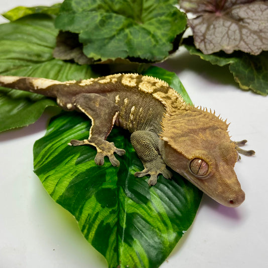 Flame Crested Gecko 2023 Male 62523-2