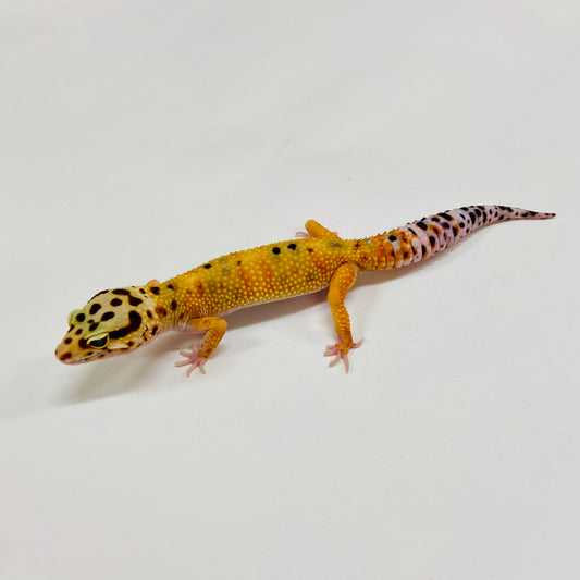 Tangerine Leopard Gecko Female H-A1-92024-1