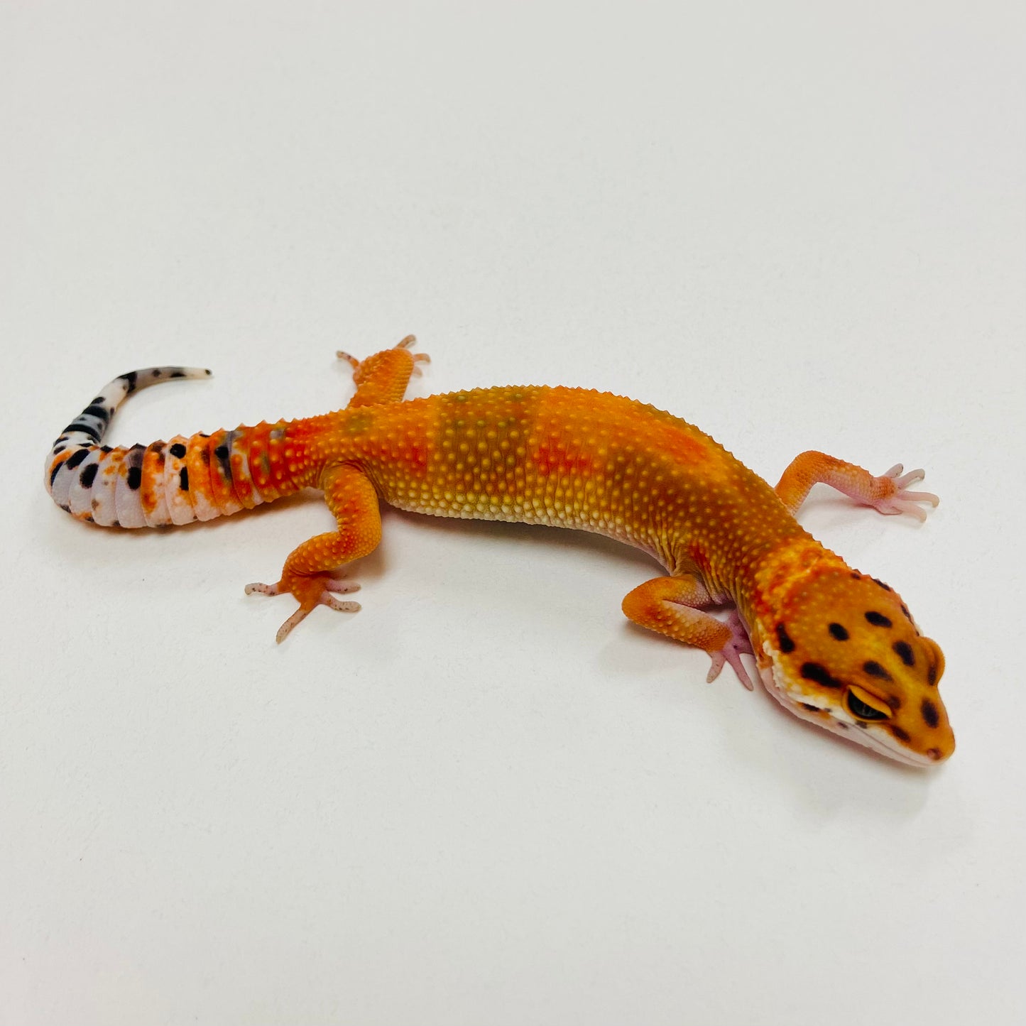 Dark Tangerine Leopard Gecko 2025-141