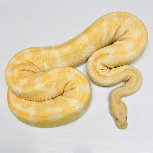 Adult Albino Enchi Ball Python Female 08