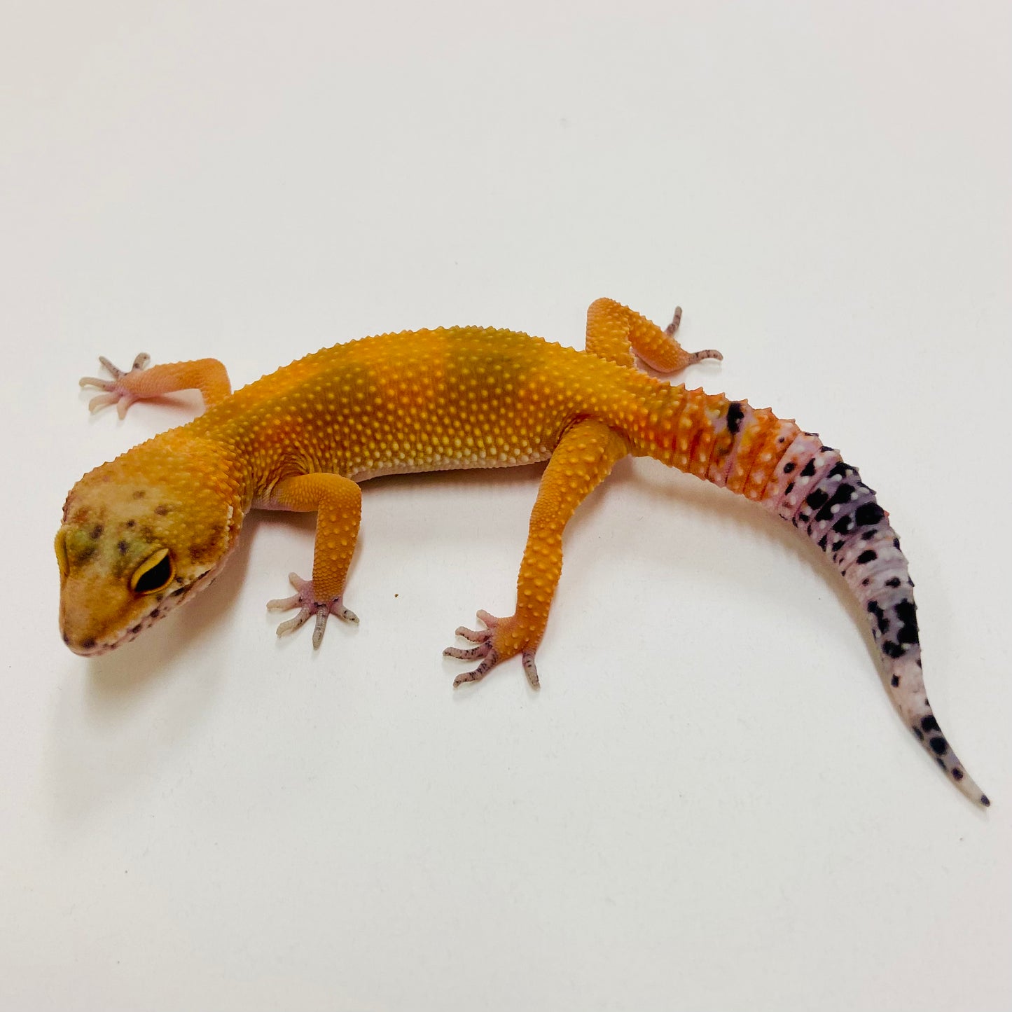 Hypo Tangerine Leopard Gecko 2025-052