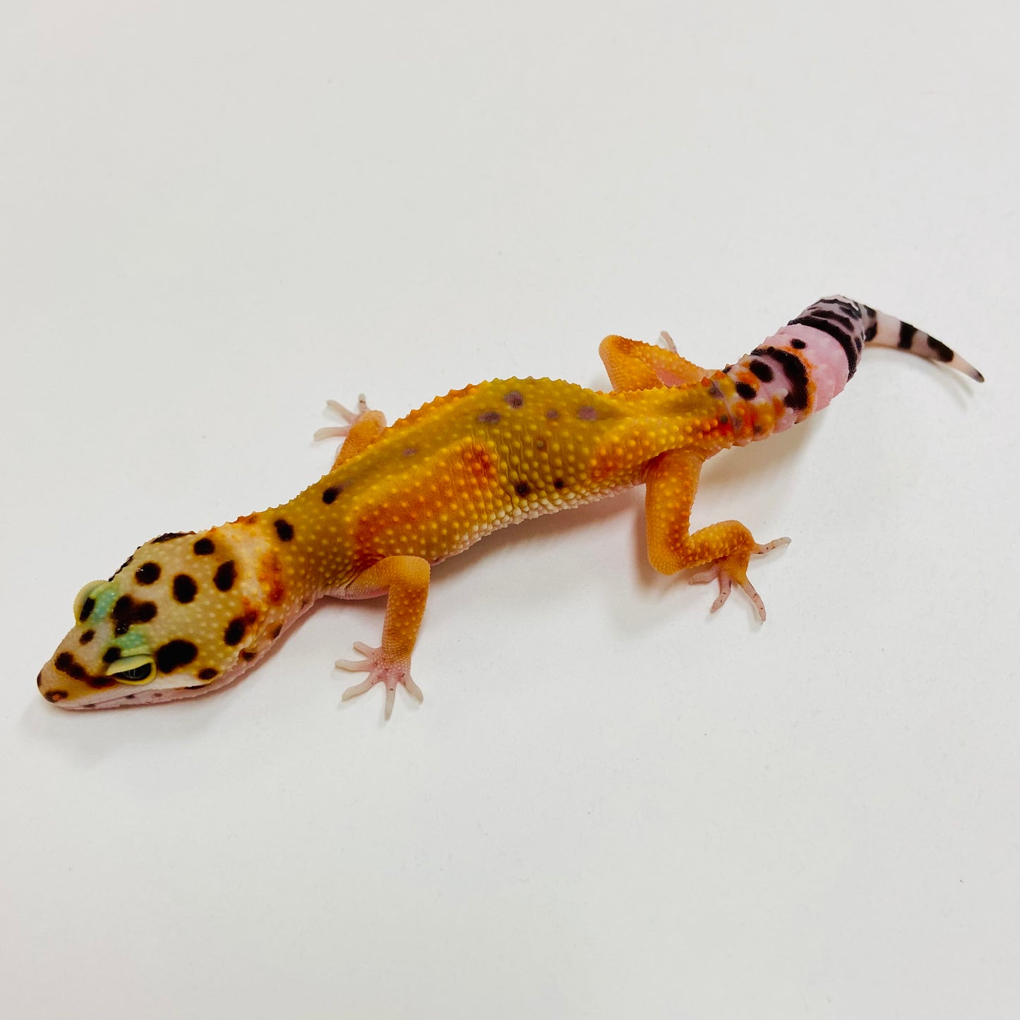 Citrine Leopard Gecko 2025-061