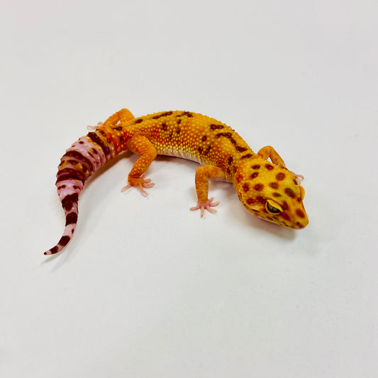 Albino Tremper Tangerine Leopard Gecko Female I-B5-82322-1
