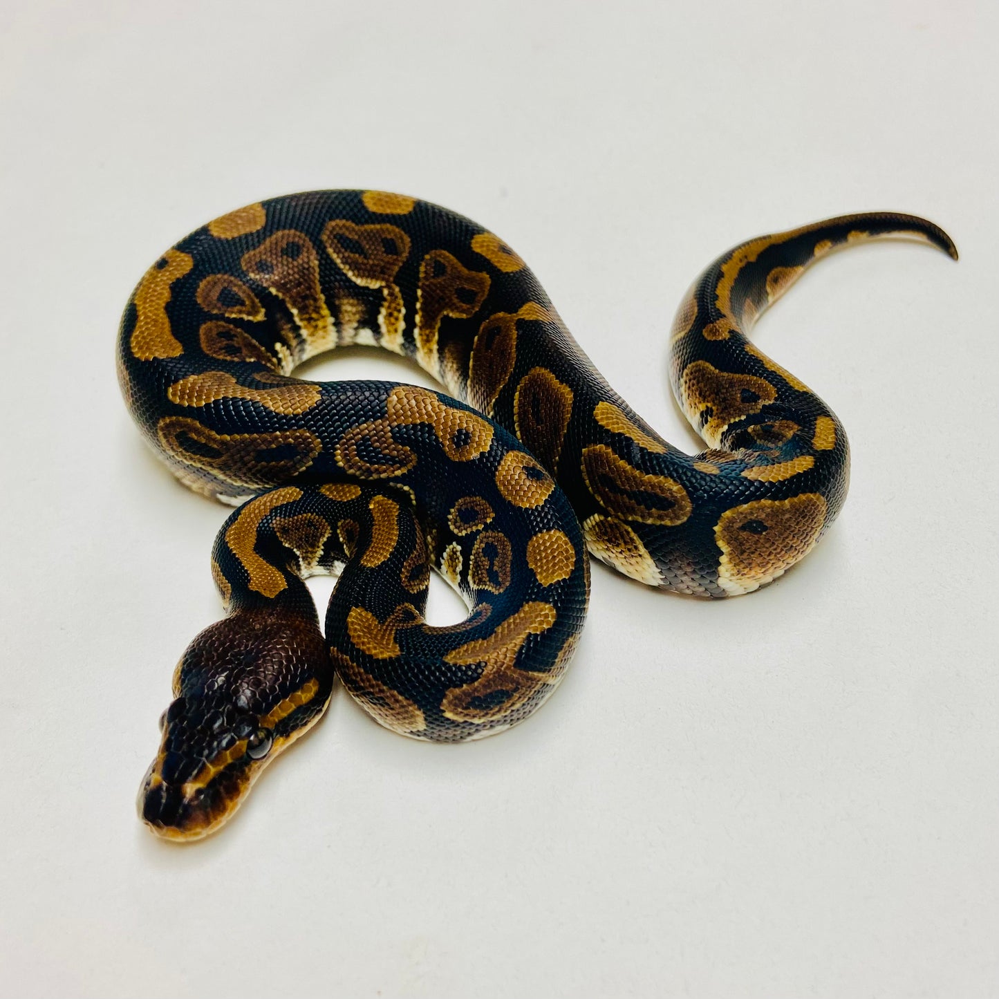 Mahogany Ball Python Male 2025M02