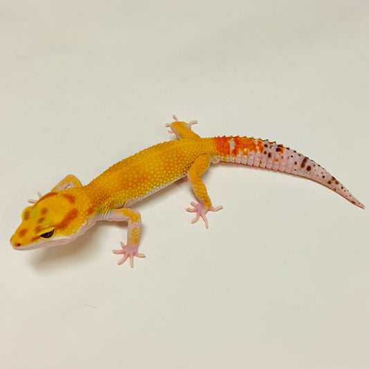 Raptor W/Y Leopard Gecko Male A-A8-101524-1