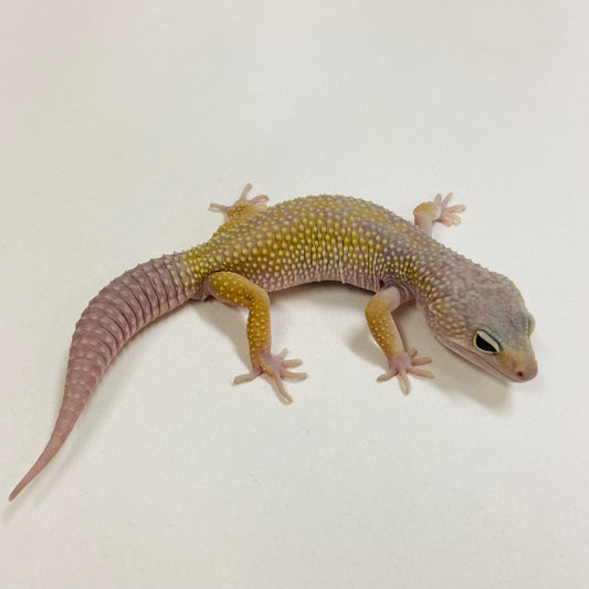 Murphy Patternless Pos MS Leopard Gecko Male 2025-202