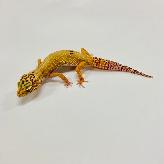 Hypo Albino Bell Pos Mack Snow Leopard Gecko Female H-F5-70822-1