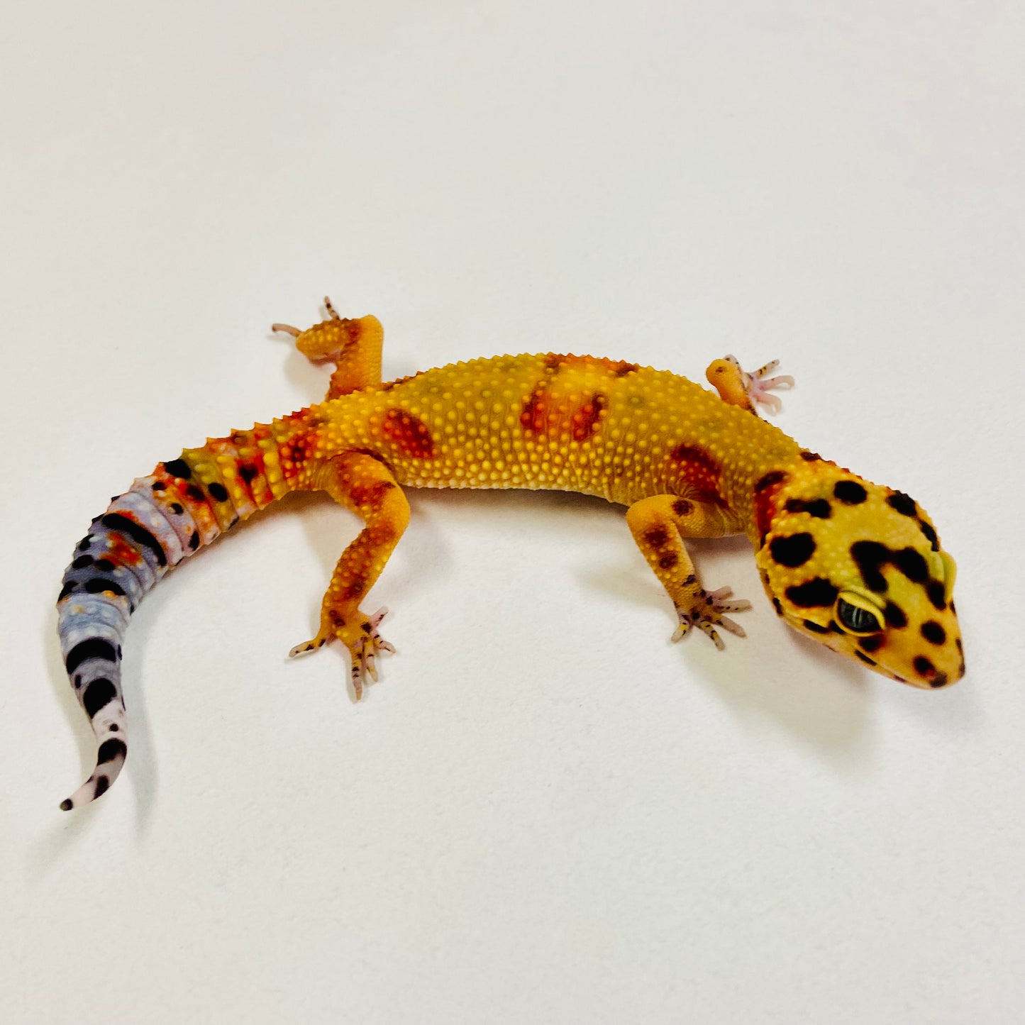 Citrine Leopard Gecko Male 2025-054