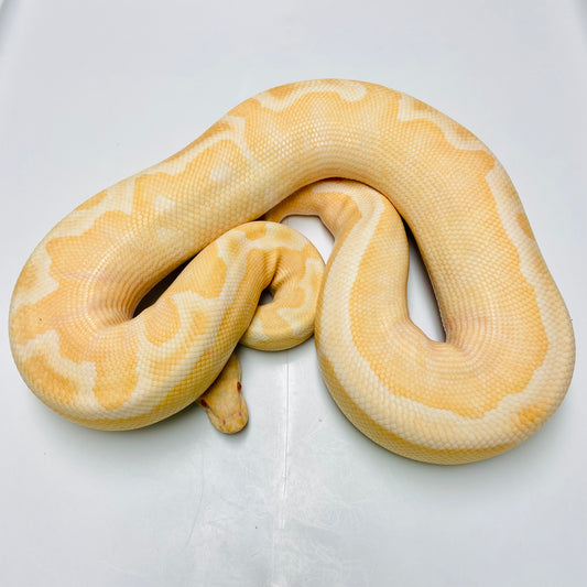 Adult Albino Clown Ball Python Male 05