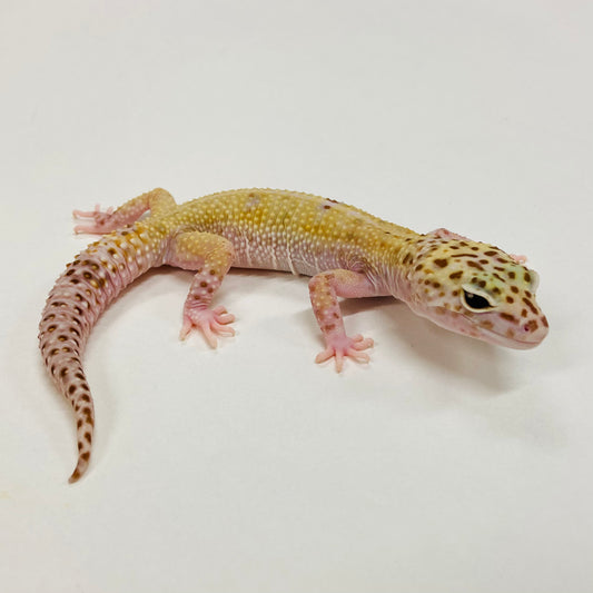 Mack Snow Tremper Marble Eye W/Y Leopard Gecko Female F-P4-82720-1