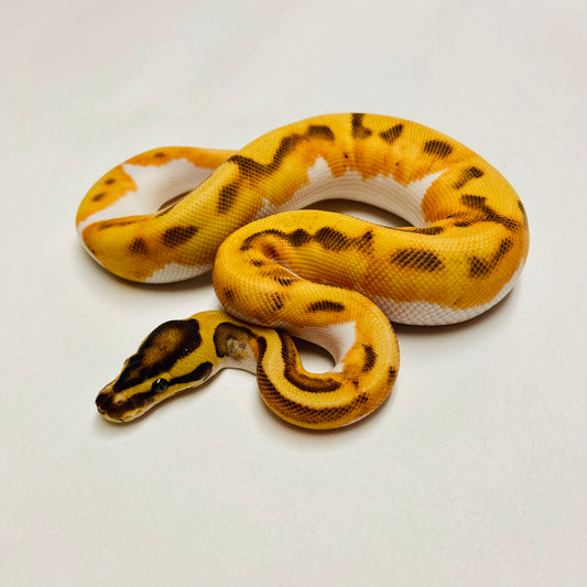 Enchi Orange Dream Leopard Yellowbelly Pied Female 2025F01