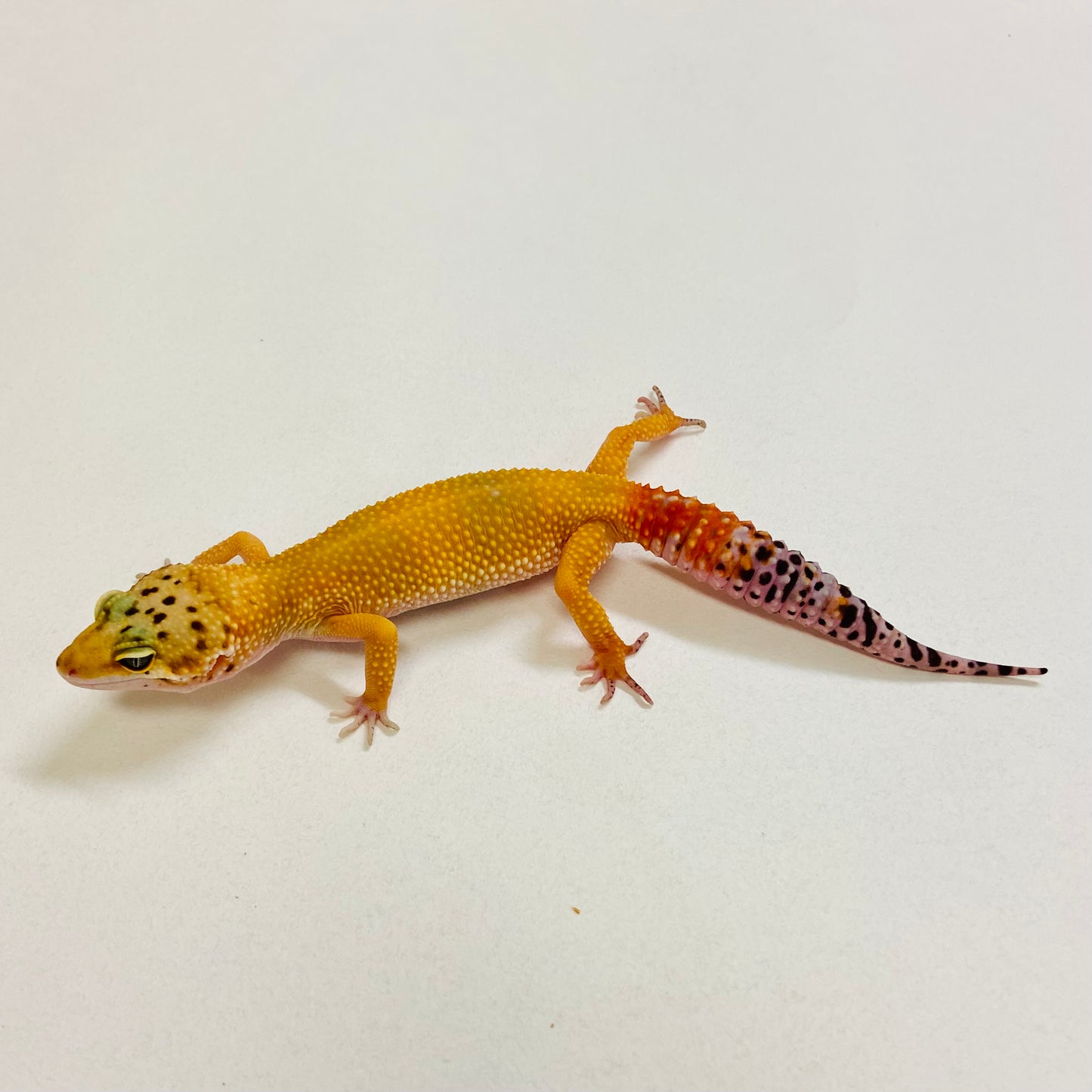 Super Hypo Tangerine Carrot Tail Leopard Gecko Female 2025-188