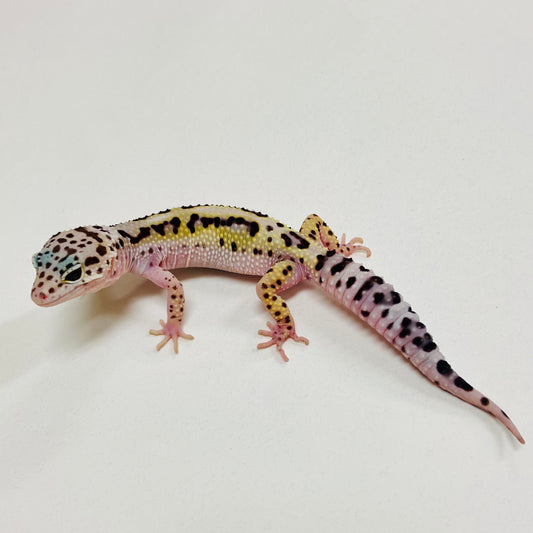 Bold Mack Snow Leopard Gecko 2025-157