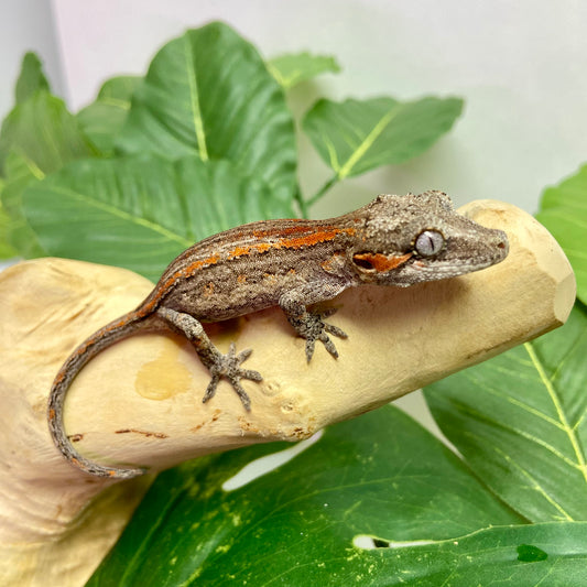 Red/Orange Stripe Gargoyle Gecko 2025 Unsexed 81625-08