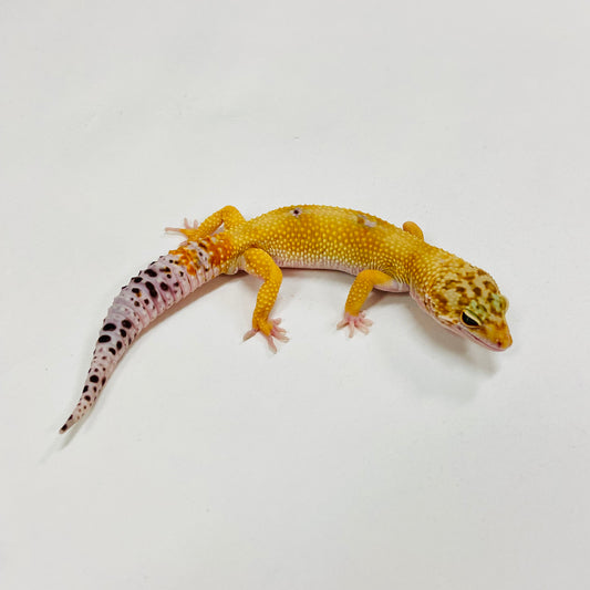 Hypo Tangerine Leopard Gecko Male H-B8-92024-1