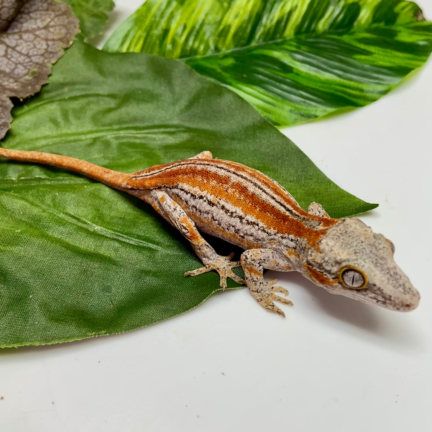 Red/Orange Six Stripe Gargoyle Gecko 2025 Unsexed 52225-05