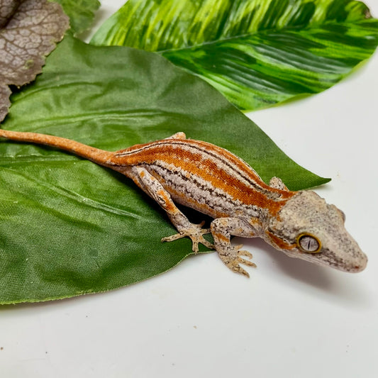 Red/Orange Six Stripe Gargoyle Gecko 2025 Unsexed 52225-05