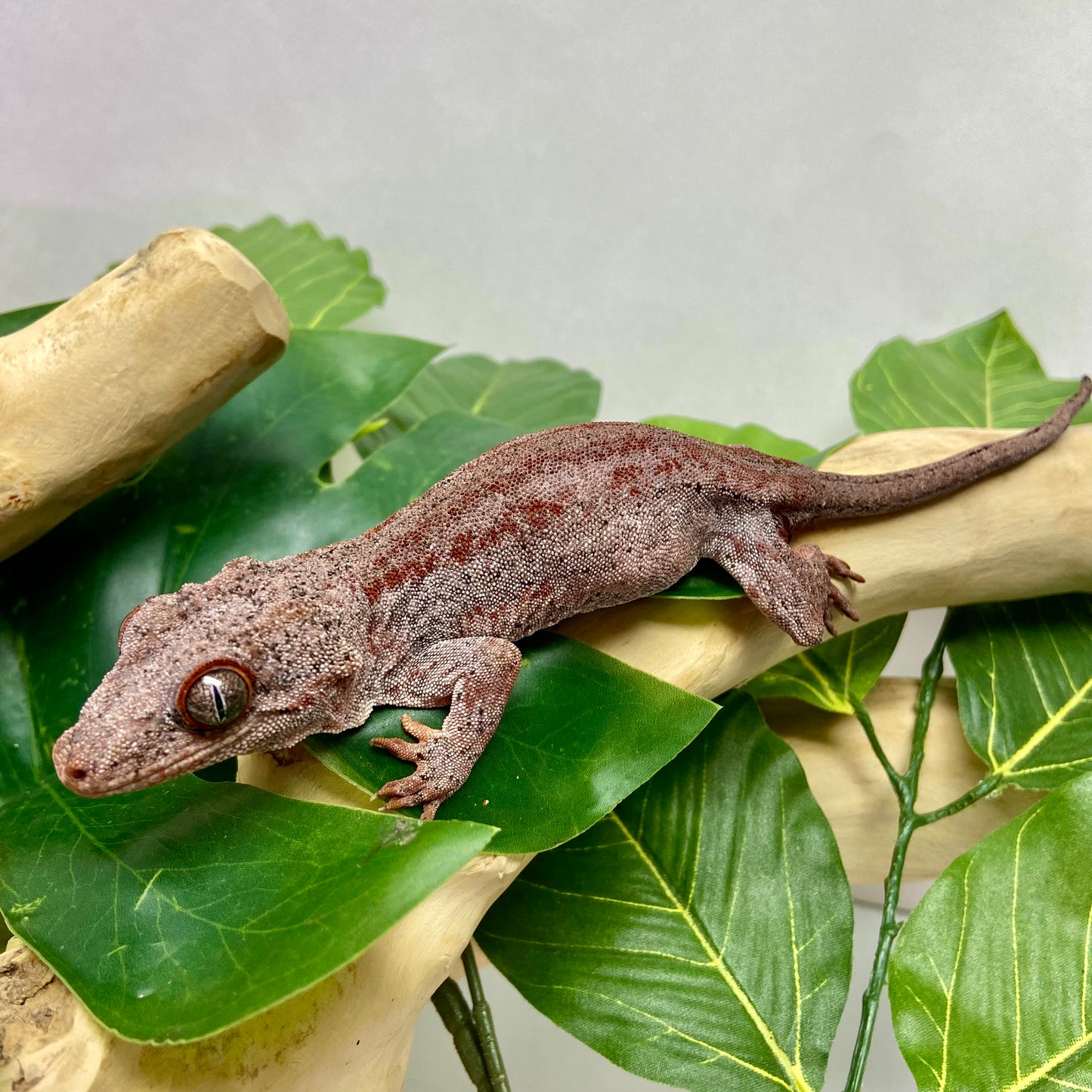 Red Stripe Gargoyle Gecko Adult Female GPB20