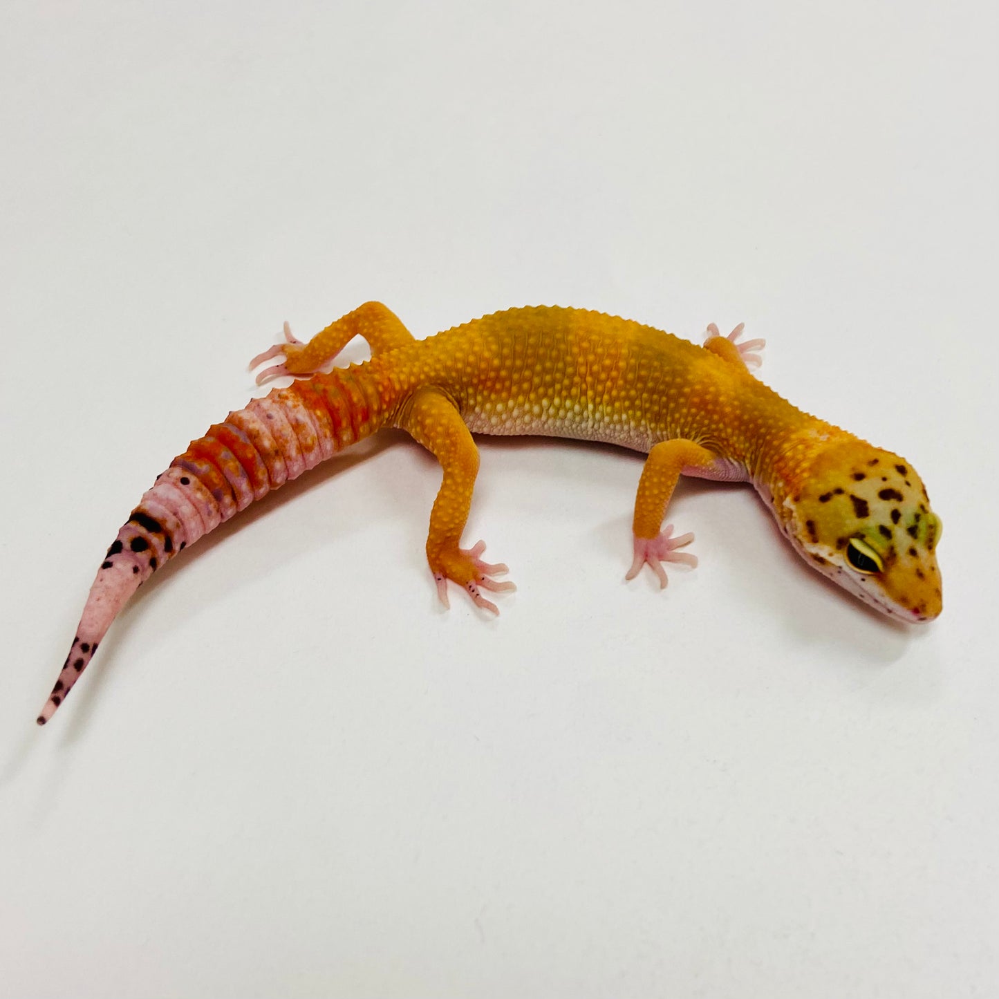 Tangerine Leopard Gecko 2025-101